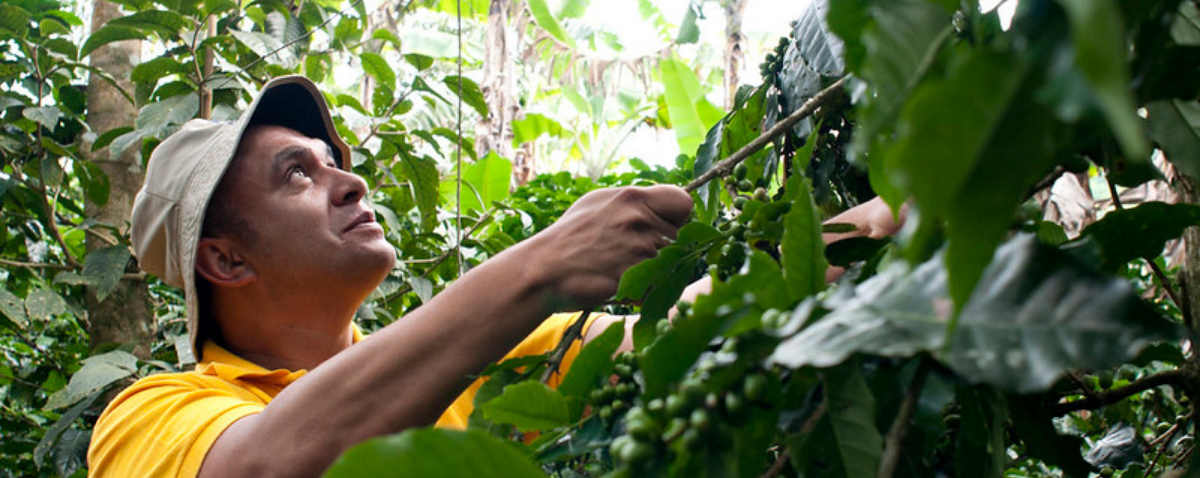 coffee farmer