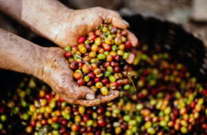 Coffee beans
