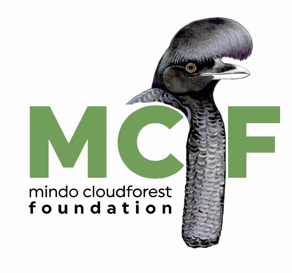 Mindo Cloudforest